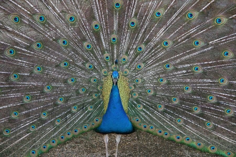 Pfau mit perfekt geschlagenem Rad