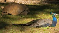 Pfau mit Schildkröte