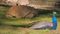 Pfau mit Schildkröte2