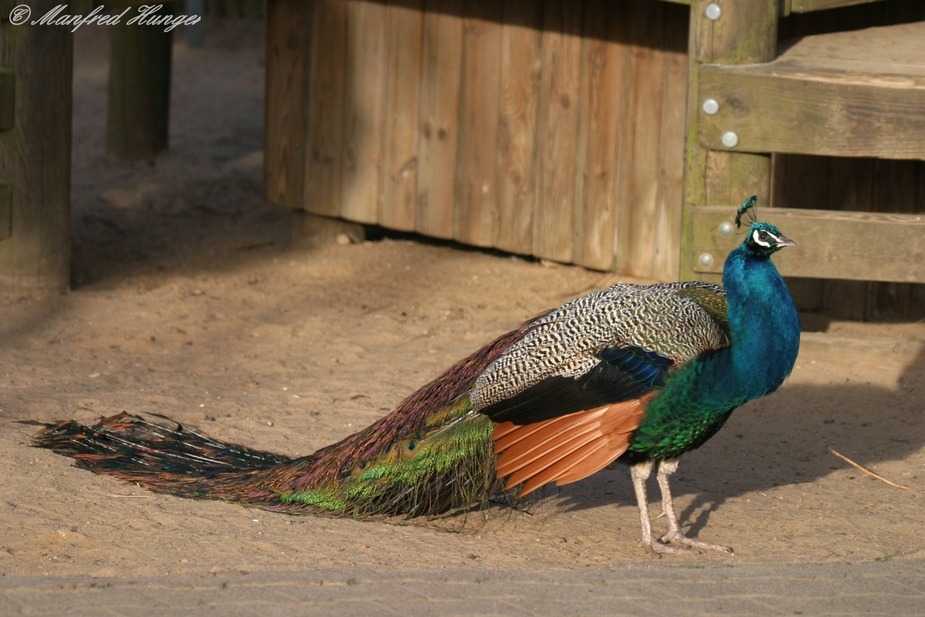 Pfau mit "Schleppe" :-)