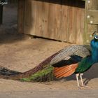 Pfau mit "Schleppe" :-)