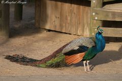 Pfau mit "Schleppe" :-)