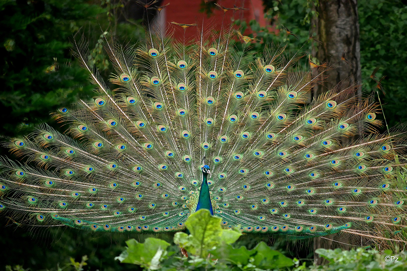 Pfau mit seinem "Vollrad" ...