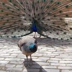 Pfau mit Weiberl