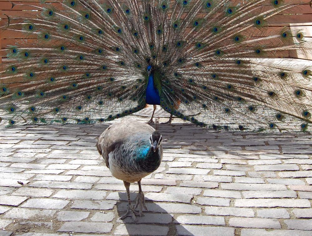 Pfau mit Weiberl