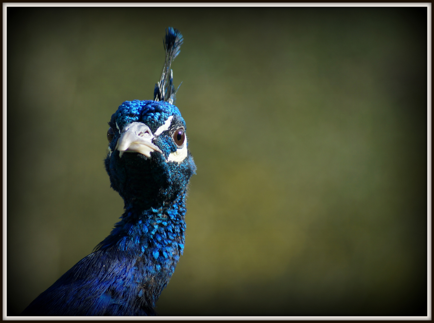 Pfau *Pavo cristatus*