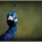 Pfau *Pavo cristatus*