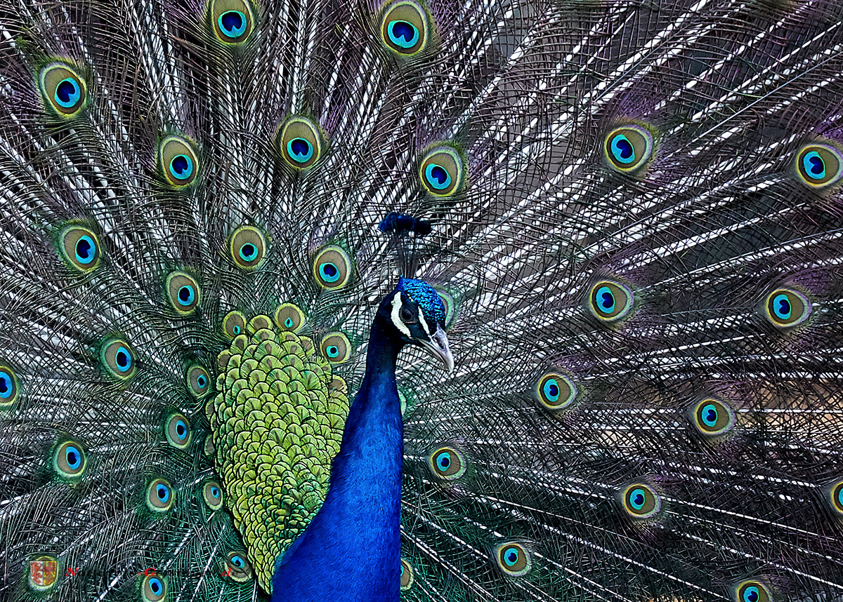 Pfau (peacock)