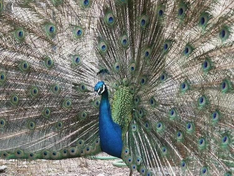 Pfau-Peacock