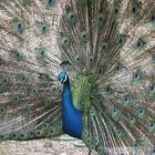 Pfau-Peacock