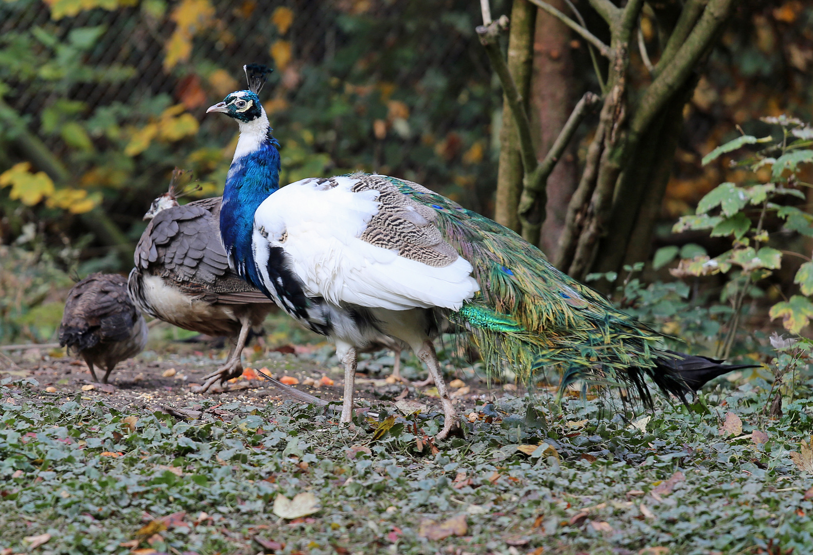 Pfau, Pfauenhahn, blauweiß