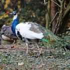 Pfau, Pfauenhahn, blauweiß