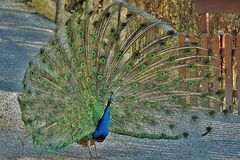 Pfau (Pfauenhahn) mit gesamten Rad