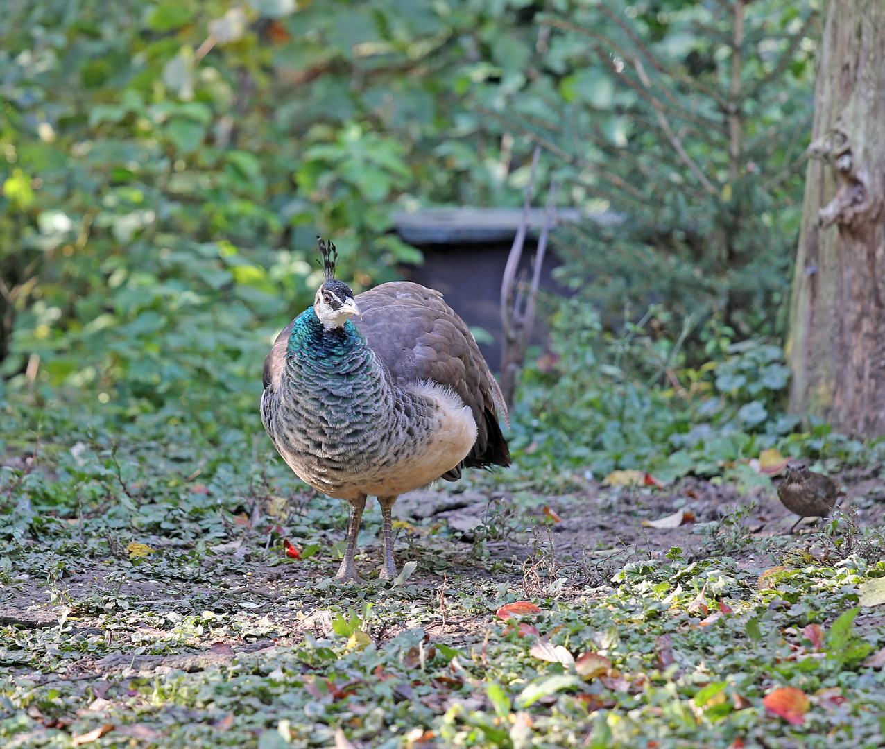 Pfau, Pfauenhenne