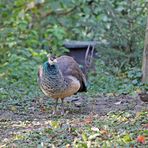 Pfau, Pfauenhenne