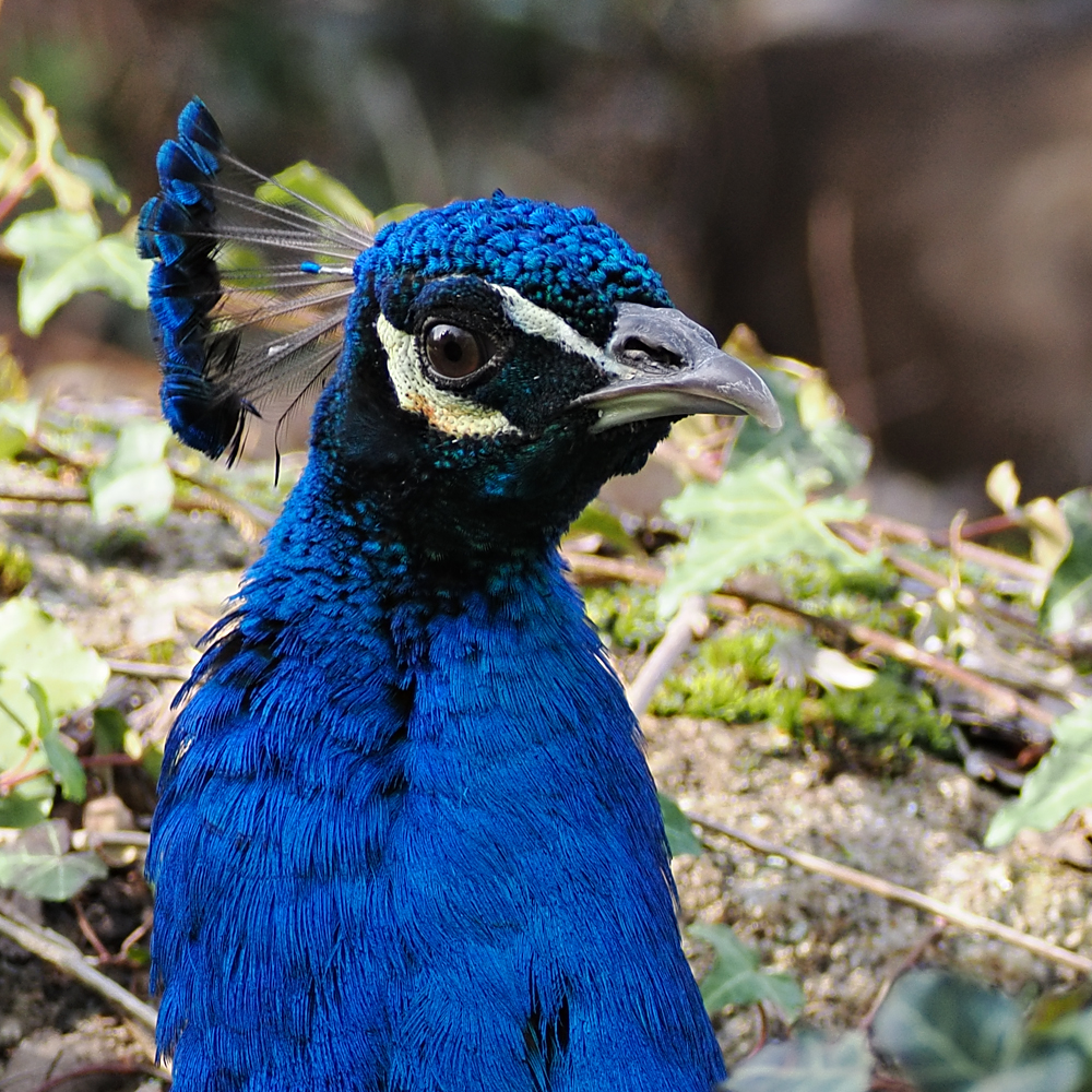 Pfau, Porträt...