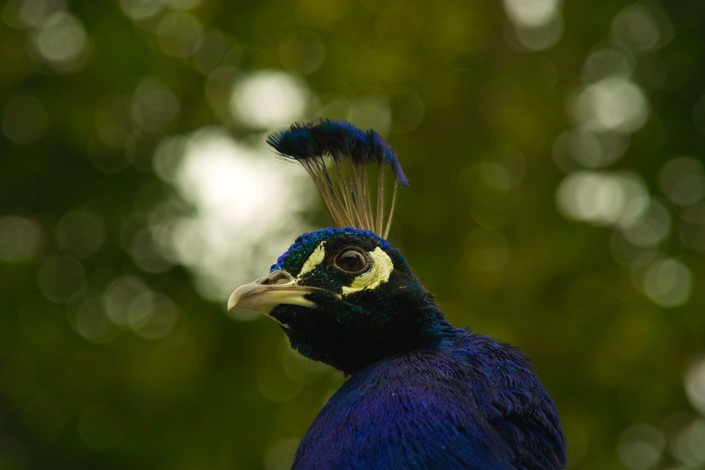 Pfau-Porträt