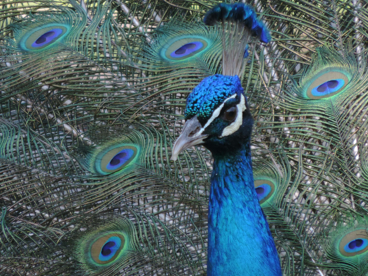 Pfau. Porträt. Im Museum Dolores Olmedo