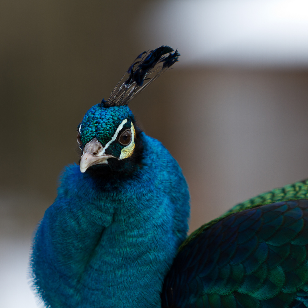 Pfau Portrait