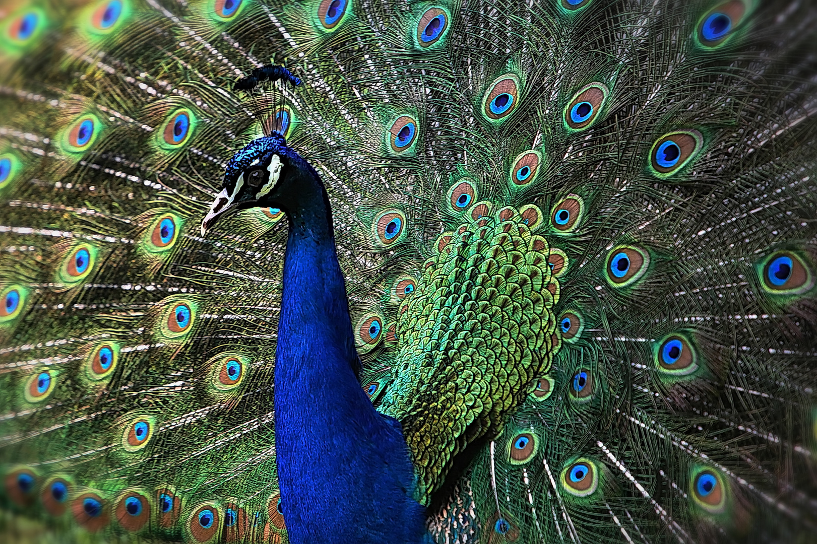 Pfau-Portrait