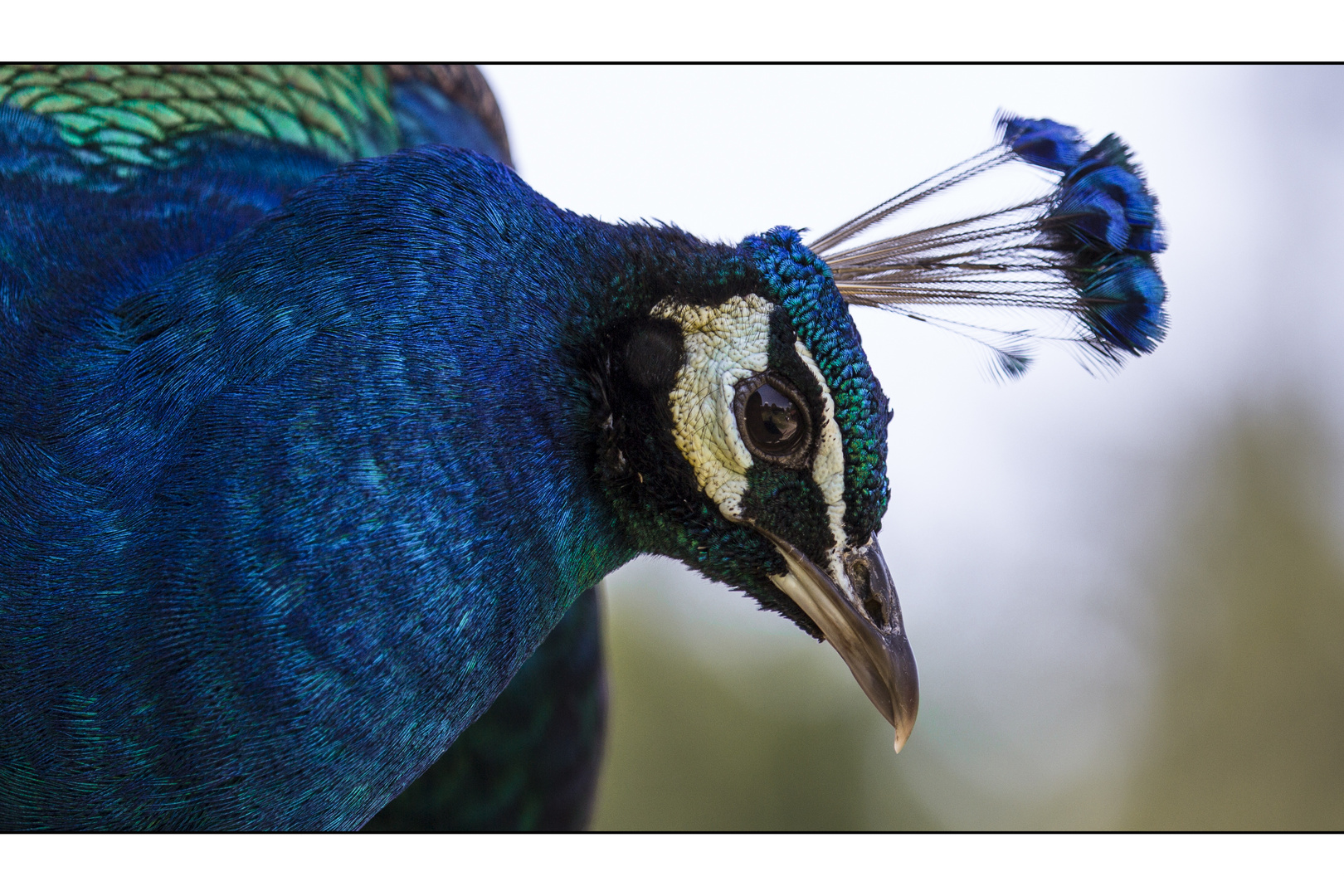 Pfau-Portrait