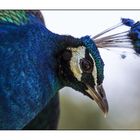 Pfau-Portrait