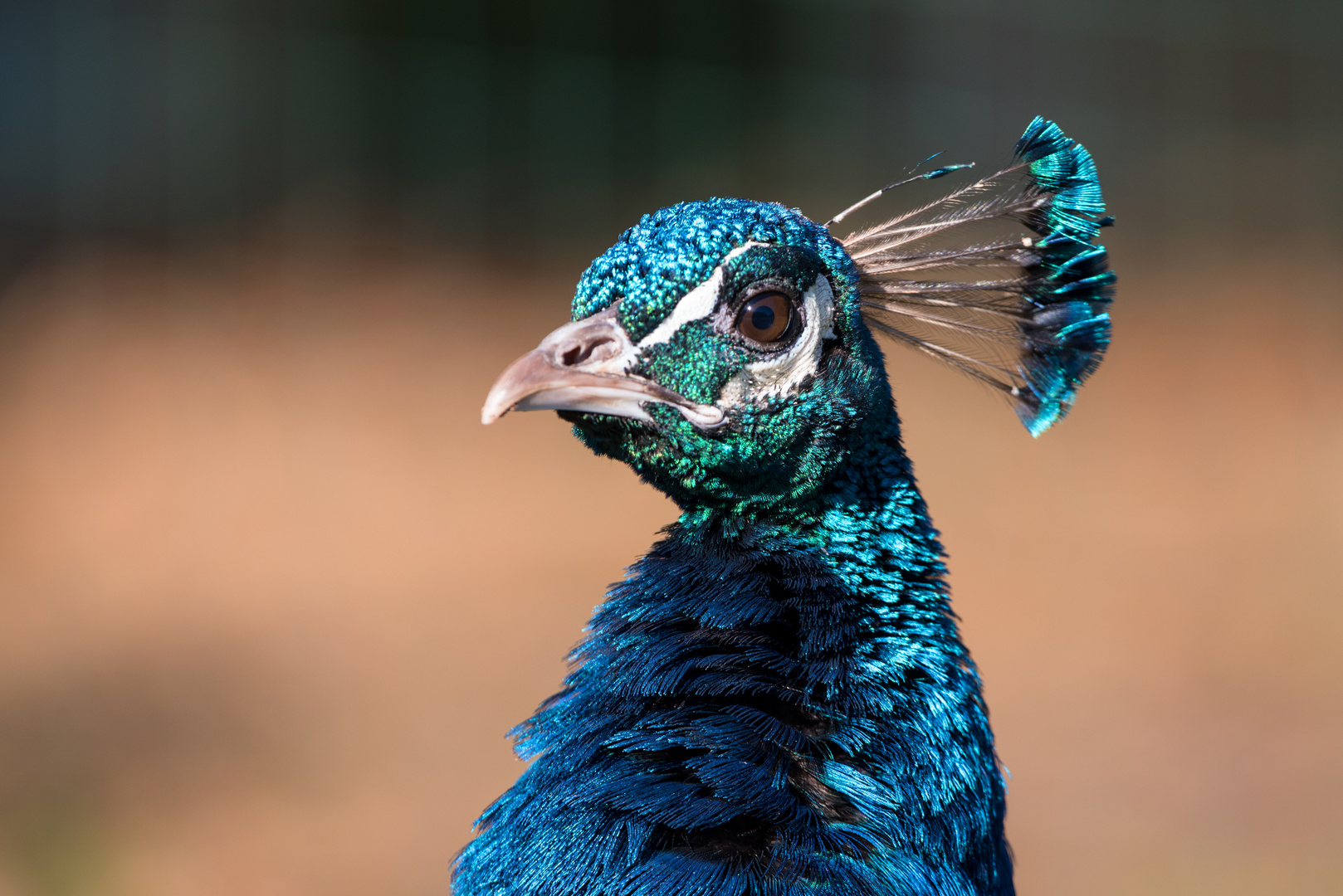 Pfau Portrait