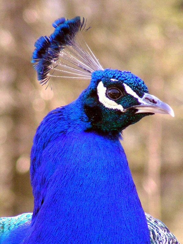 Pfau - Portrait