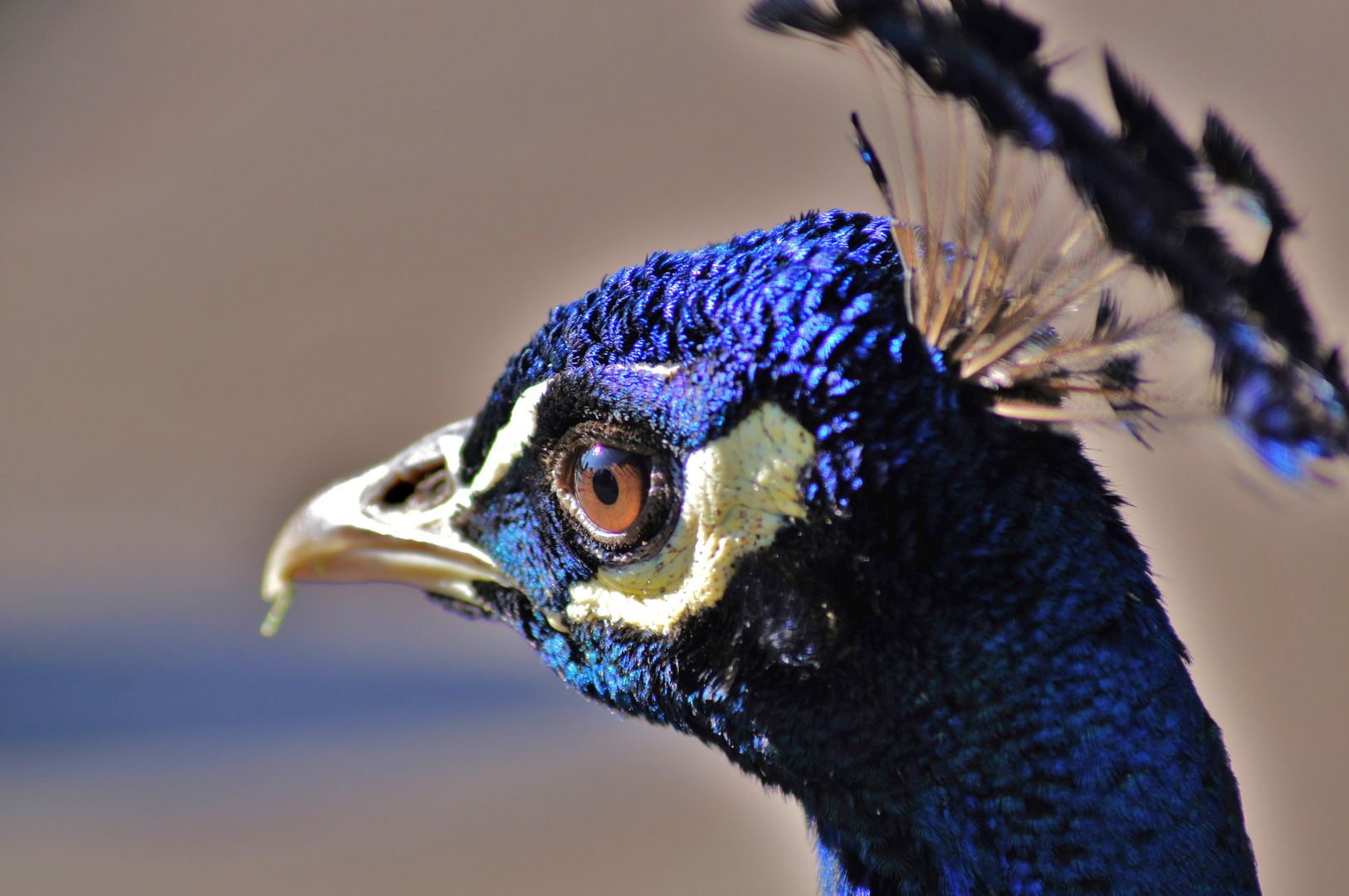 Pfau - Portrait