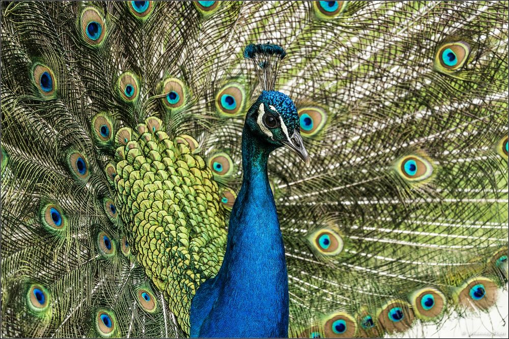 Pfau - Portrait