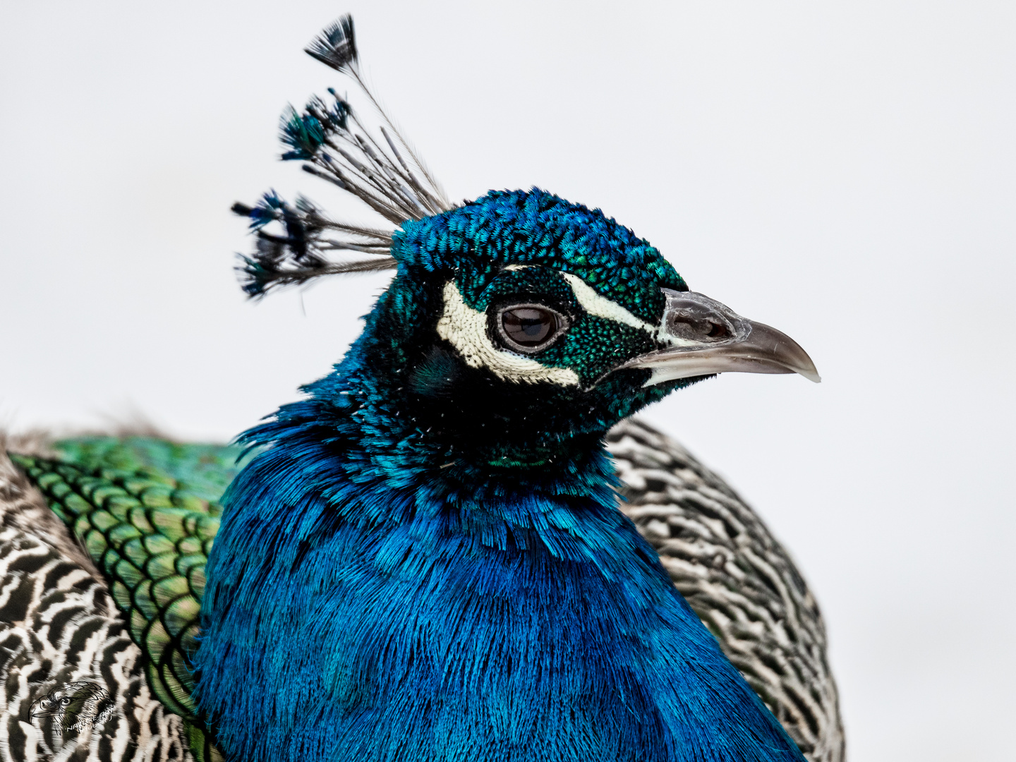 Pfau Portrait