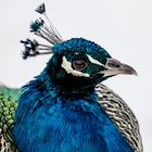 Pfau Portrait