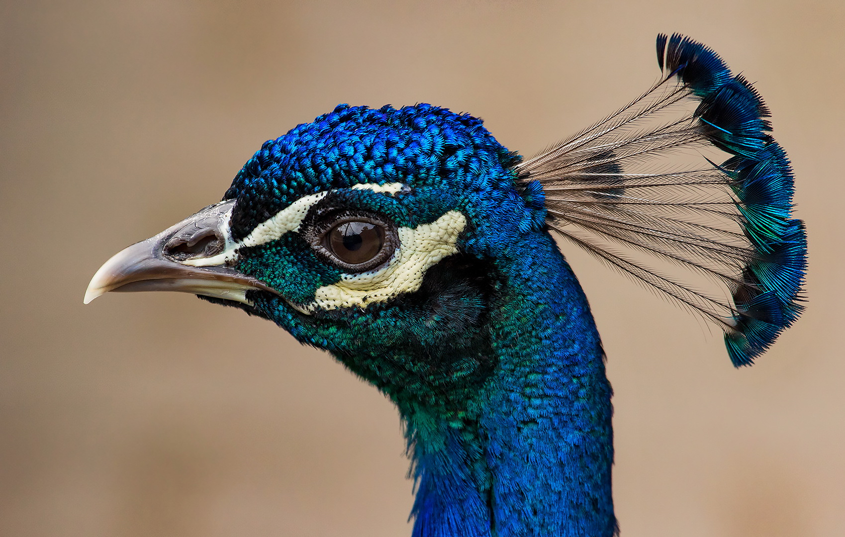 Pfau-Portrait 