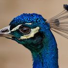 Pfau-Portrait 