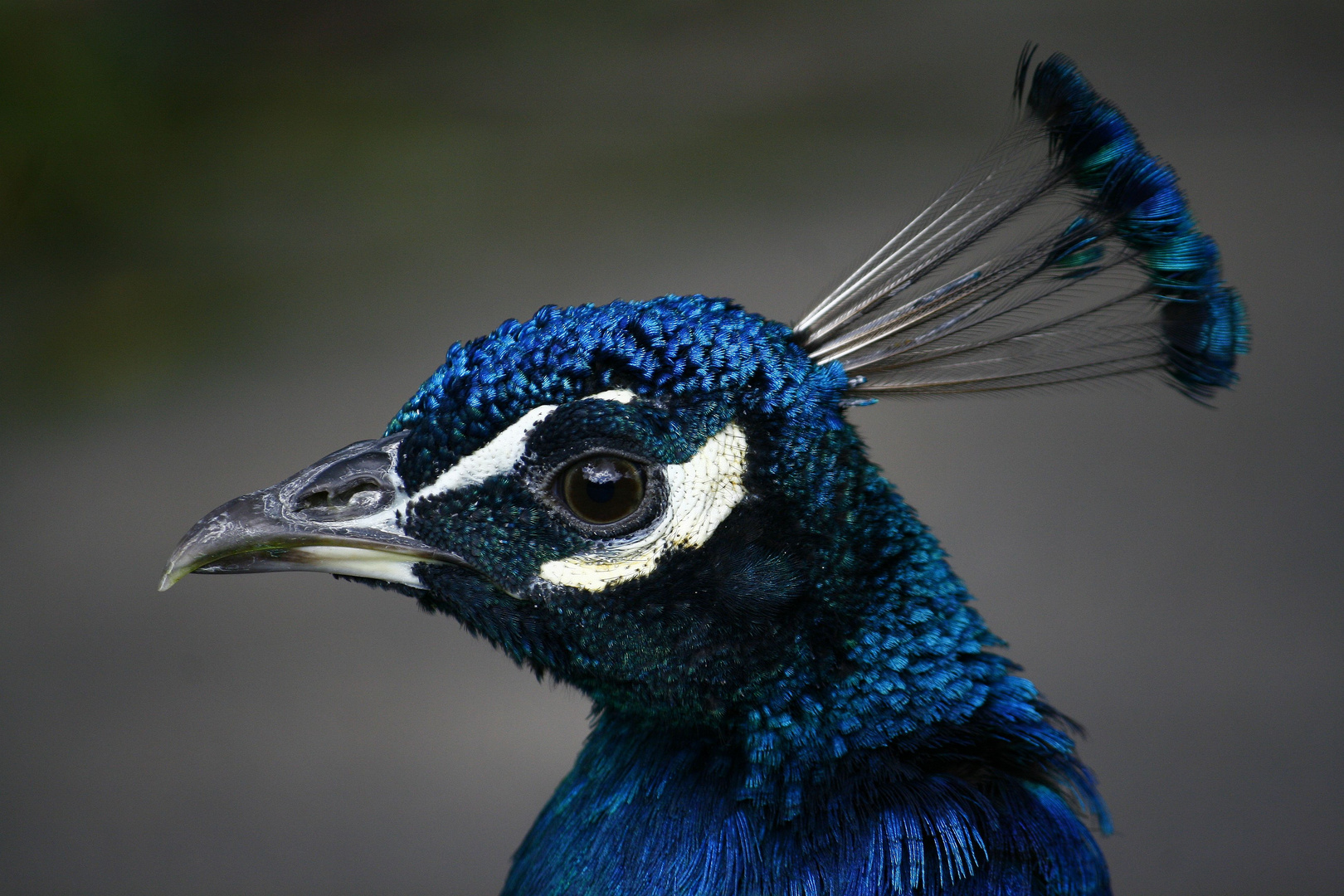 Pfau - Portrait