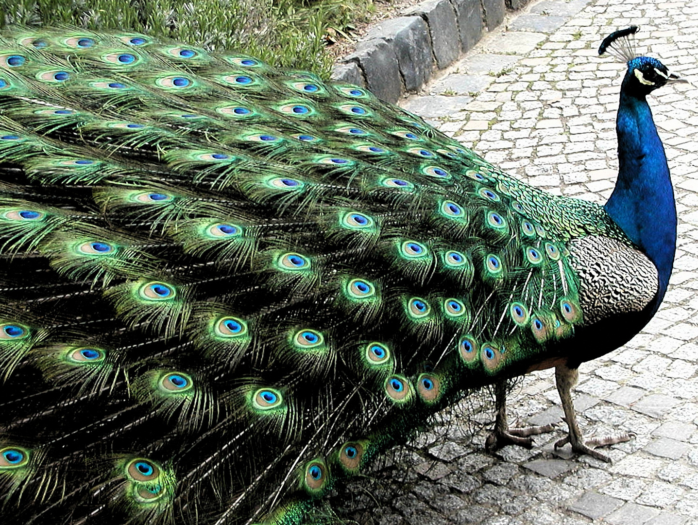 Pfau prächtig stehend