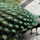 Pfau prächtig stehend