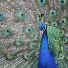 Pfau präsentiert sich von seiner schönsten Seite