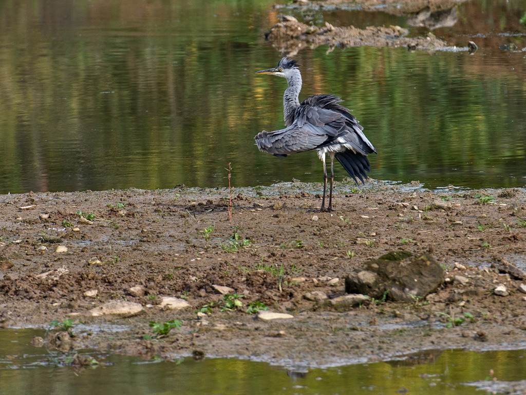 "Pfau"-Reiher