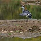 "Pfau"-Reiher