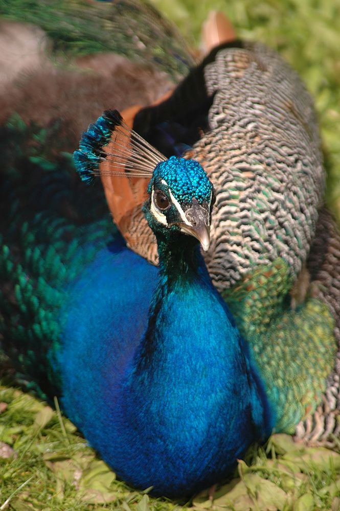 Pfau Rheine Naturzoo