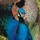 Pfau Rheine Naturzoo