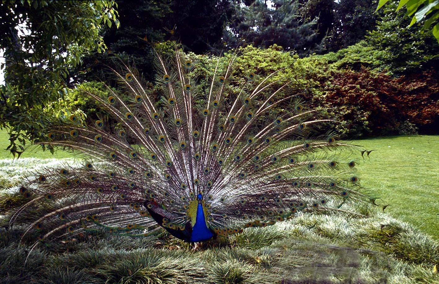 Pfau schlägt Rad