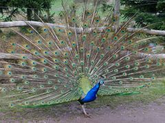 Pfau schlägt Rad