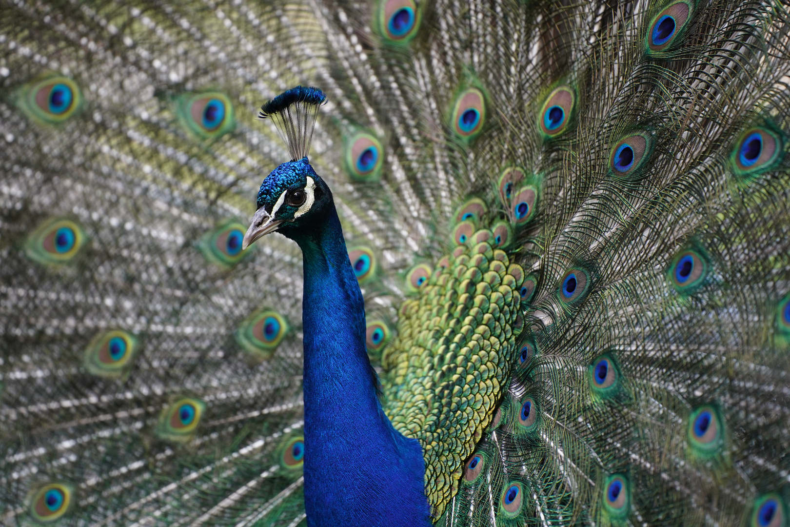 Pfau schlägt Rad