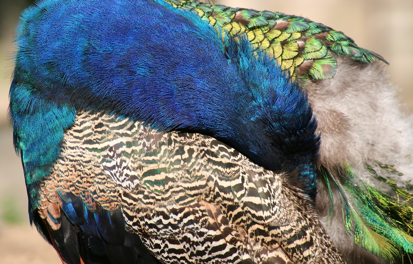 pfau-schlau