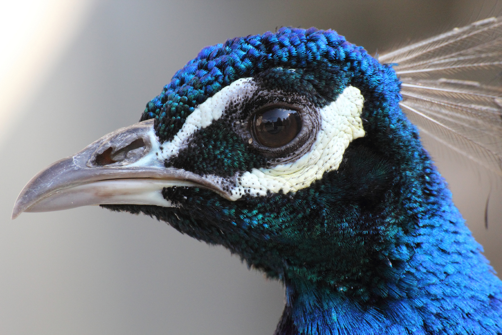 Pfau - Schloß Eggenberg - Graz