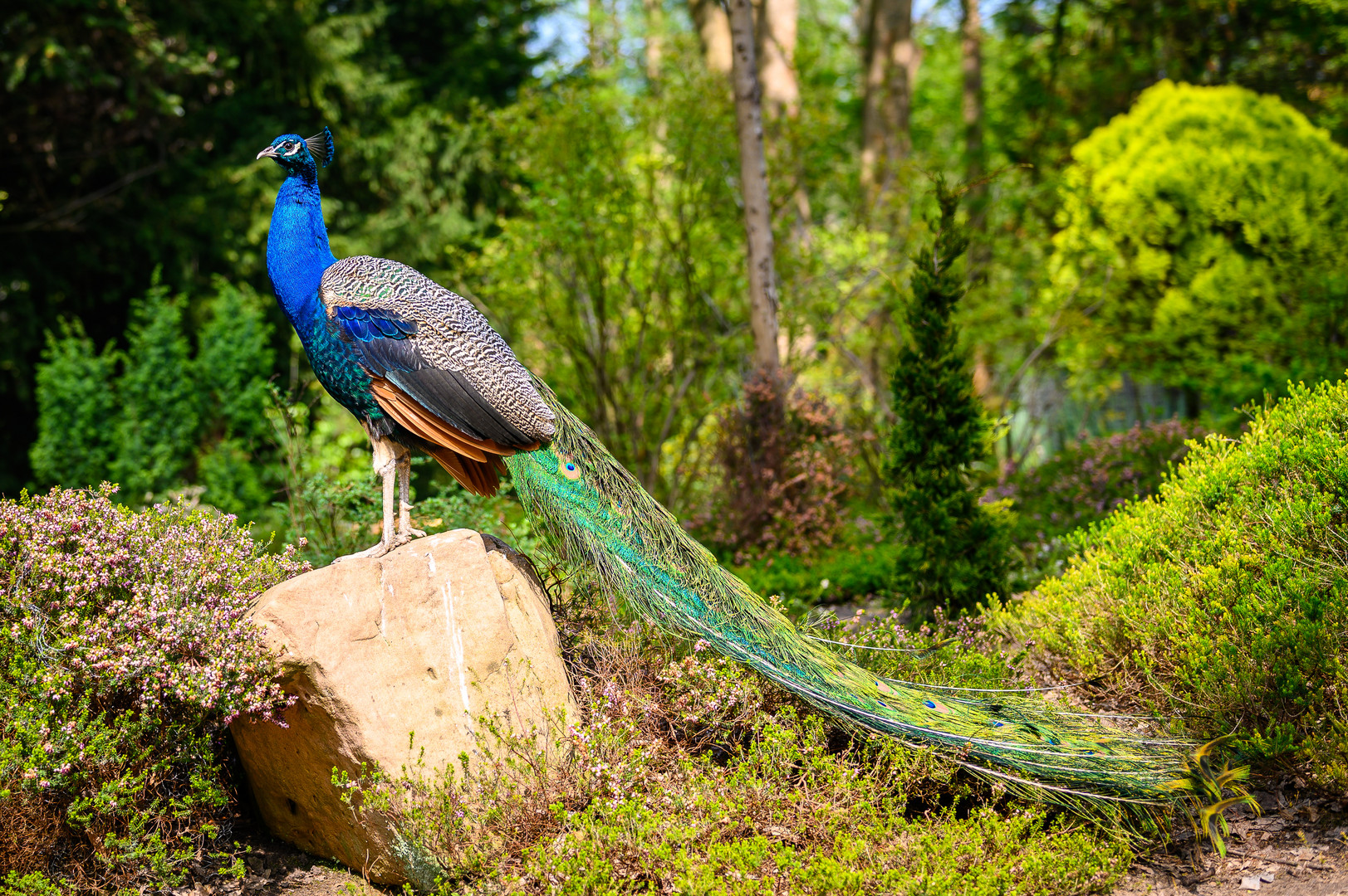 Pfau stellt sich in Blau zur Schau