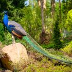 Pfau stellt sich in Blau zur Schau