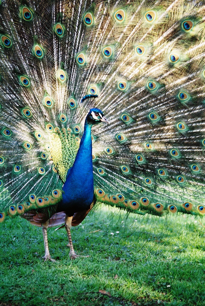 Pfau stellt sich zur Schau